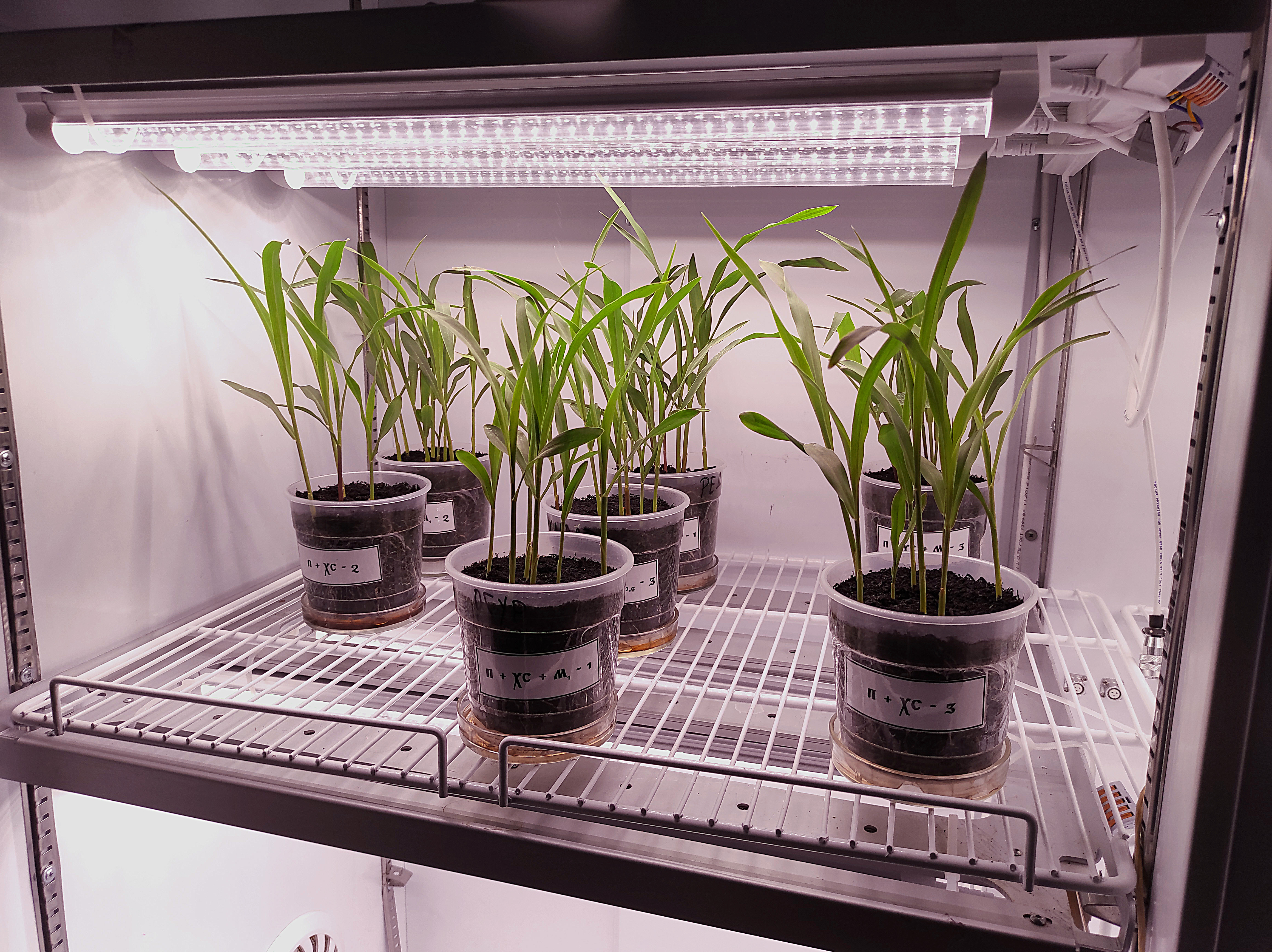 В соответствие с гос. заданием в лаборатории испытаний элементов агротехнологий, агрохимикатов и регуляторов роста проводится изучение влияния мелатонина на устойчивость кукурузы к низкотемпературному стрессу. 