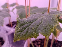 Разработка новых способов адаптации овощных культур к пониженным температурам