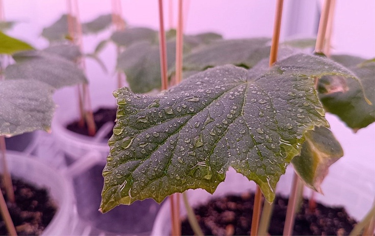 Разработка новых способов адаптации овощных культур к пониженным температурам