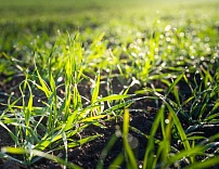 Окупаемость затрат на применение азотных удобрений в подкормку озимой пшеницы весной 2021 года 