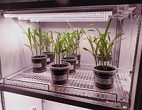 In accordance with the state task, the laboratory of testing elements of agricultural technologies, agrochemicals and growth regulators is researching on the effect of melatonin on the resistance of corn to low-temperature stress.