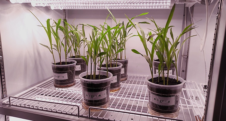 In accordance with the state task, the laboratory of testing elements of agricultural technologies, agrochemicals and growth regulators is researching on the effect of melatonin on the resistance of corn to low-temperature stress.